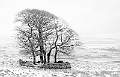 1 Winter Trees_Daid Pryke